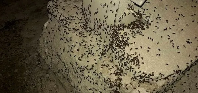 Lübnan’da şok: Çekirgeler ve hamam böcekleri istila etti