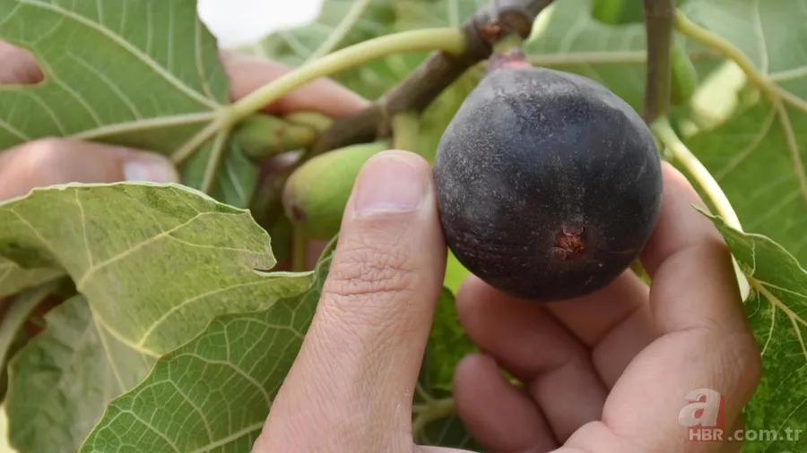 TasteAtlas açıkladı: Dünyanın en iyi inciri Ege’den çıktı 3