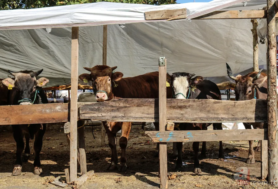 2026 kurbanlık fiyatları belli oldu! Büyükbaş ve küçükbaş ne kadar? 12