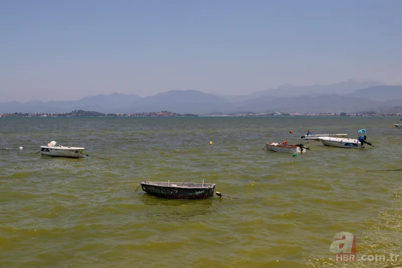 Fethiye Körfezi'nde alarm! Sarı ve yeşile büründü 8
