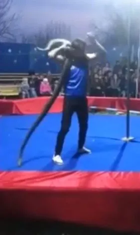 Dev piton gösteri yapan adamı seyircilerin gözü önünde boğdu! O anlar böyle görüntülendi 14