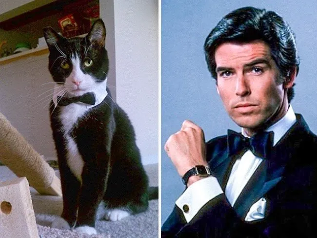 Kediler ve film karakterleri arasındaki benzerlik