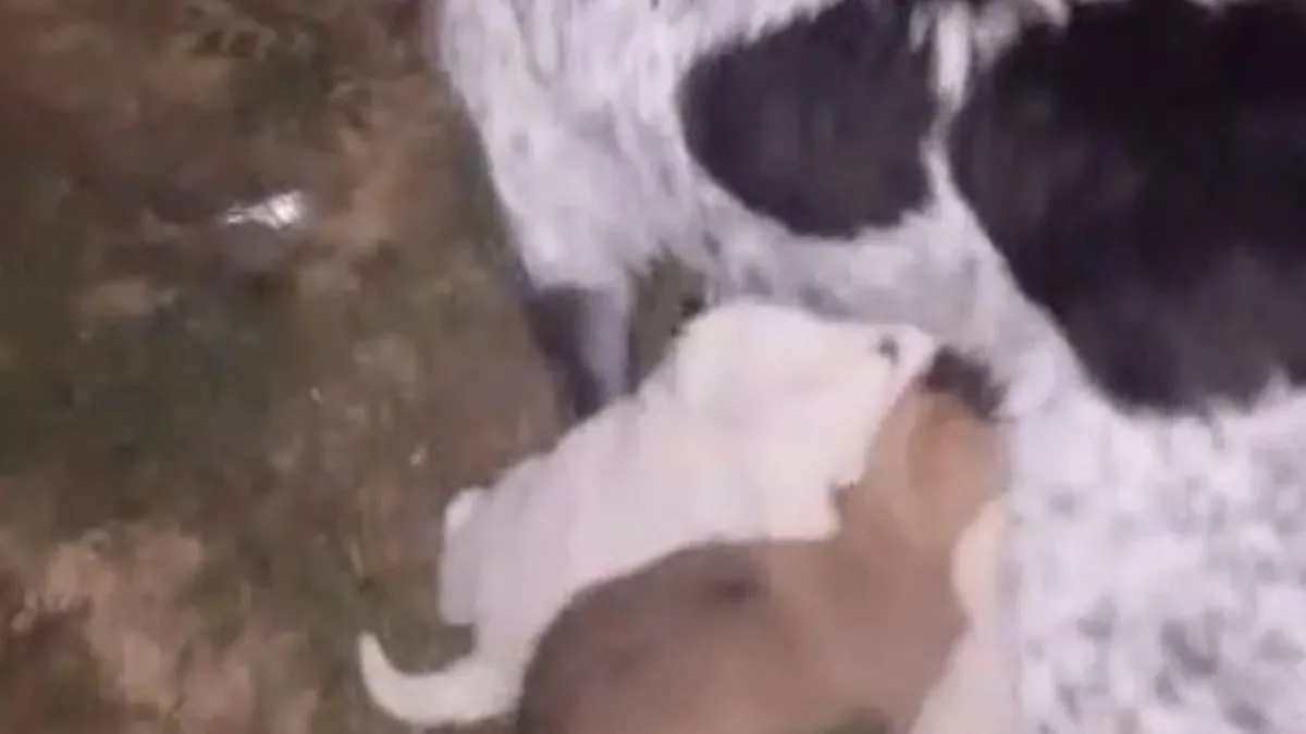 Dereye düşen yavru köpek itfaiye ekiplerince kurtarıldı