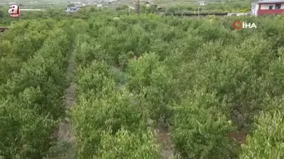 Salamura yaprak dondan etkilenmedi