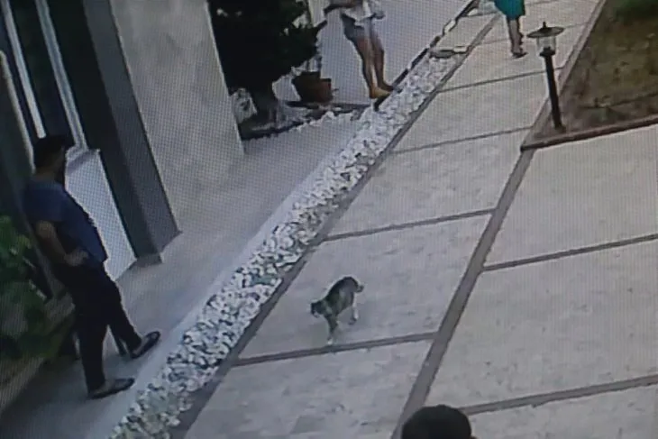 Antalya’da köpekli aileye saldıran kedi, hem korkuttu hem güldürdü
