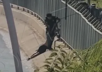 Şanlıurfa'da korku dolu anlar! Video uğruna ölümden döndü