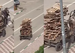 Vicdanları sızlatan görüntü! At arabasına üst üste palet yüklediler