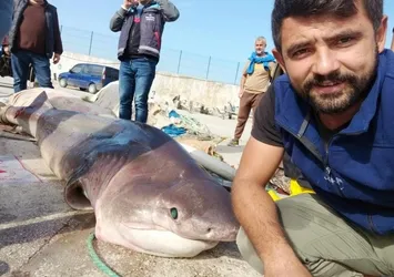 Bursa'da ağlara köpekbalığı takıldı! Balıkçılar güçlükle taşıdı