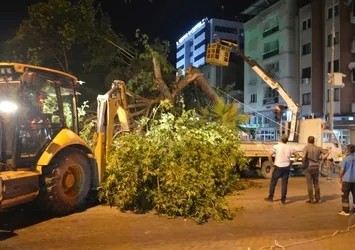 Fırtına Manisa'yı vurdu! Ağaçlar devrildi elektrik telleri koptu...
