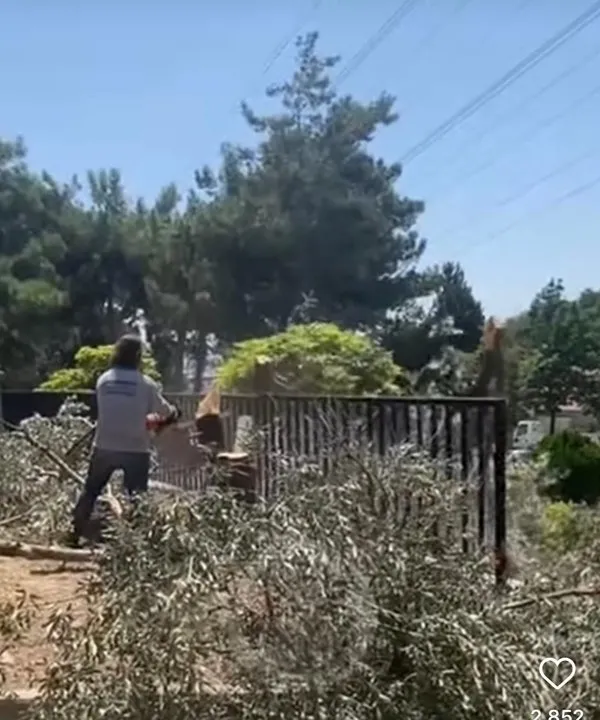 CHP'li Bornova Belediyesi'nden ağaç katliamı! Hani çevreciler neredesiniz? Bölge halkı isyanda: Allah sizi kahretsin - 3
