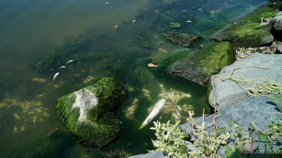 İstanbul'da büyük skandal ve acı veren görüntüler! Küçükçekmece'deki balık ölümlerinin nedeni ne? 6