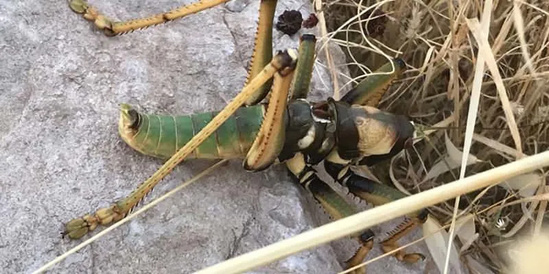 Son dakika O ilimizde dev çekirge ve et yiyen örümcek paniği! Son dakika O ilimizde dev çekirge ve et yiyen örümcek paniği!