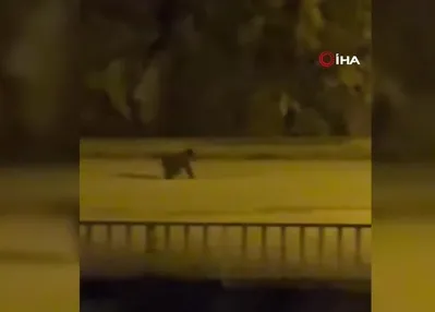 Yolunu şaşırıp ilçe merkezine indi