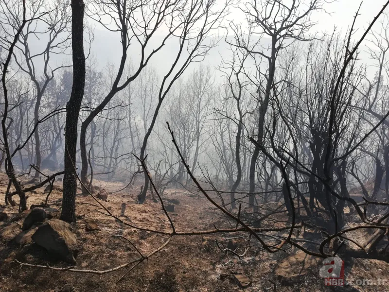 Bursa Yenişehir'de korkutan orman yangını! 16