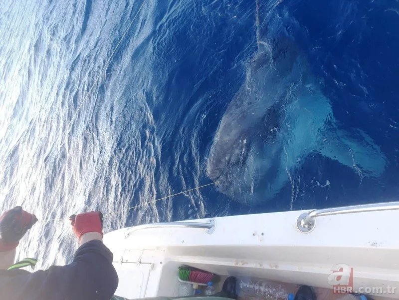 Balıkçıların oltasına takıldı! Hayrete düşürdü 1