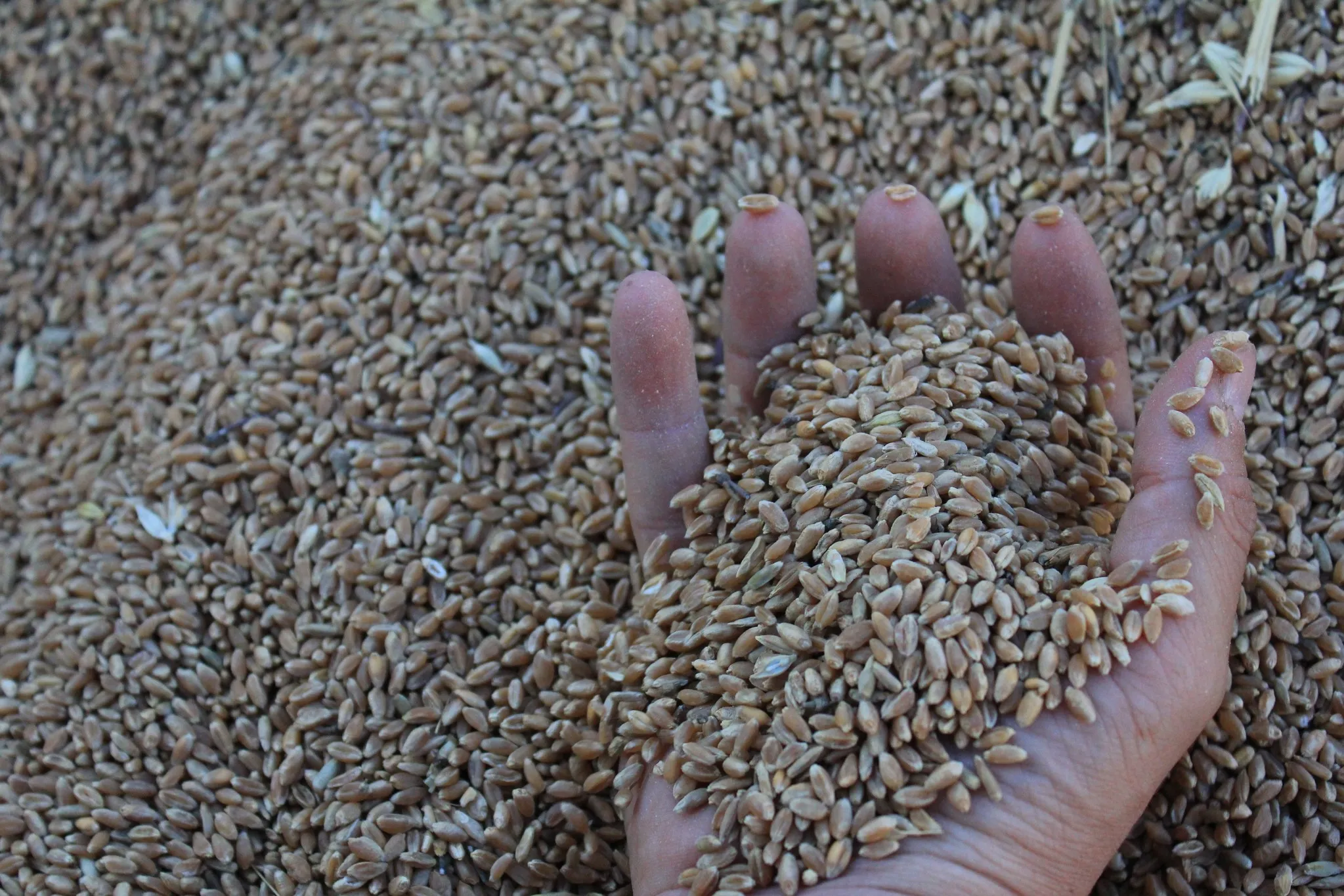 Dünya hububat üretiminde tarihi rekor! İlk kez bu seviyeye çıkacak