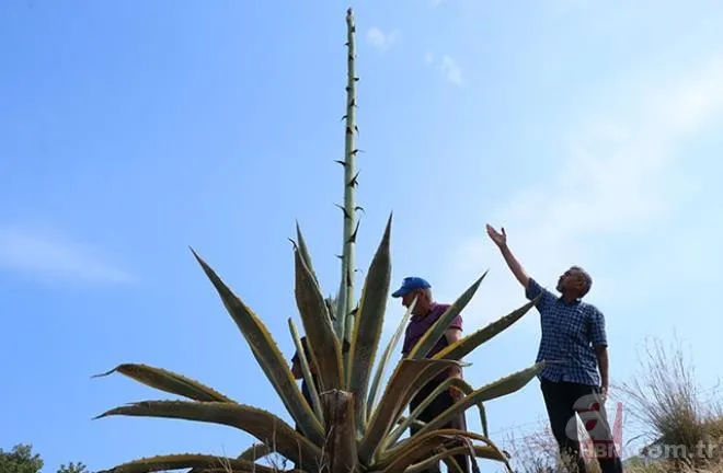 Mersinliler şaşkın! 50 yıldır kimse fark etmedi! 🌱25 günde 4 metreyi geçti 4