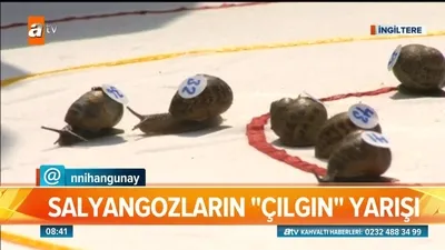 Salyangozların çılgın yarışı