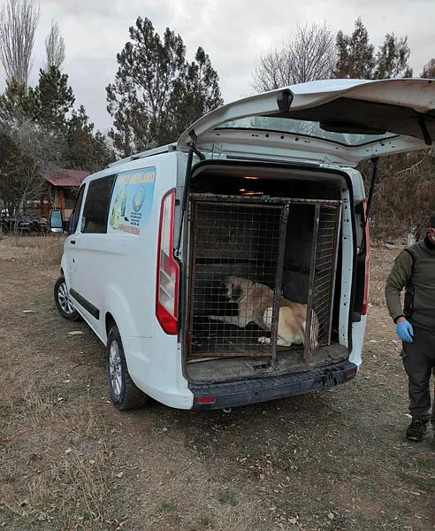 Sivas'ta köpek dövüştüren çiftlik sahibine 26 bin lira ceza - 3