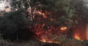 Hatay’da orman yangını paniği