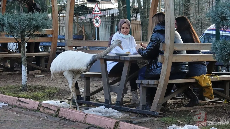 Her gün poğaçalar eksiliyordu! Bakın hırsız kim çıktı? Ne bulsa midesine indiriyor 7