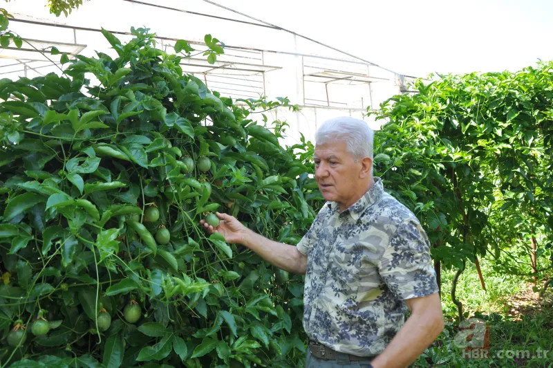 Türkiye’de bir ilk! Tropikal bahçede kahve meyvesi yetiştirdi, kilosunu 400 TL'den satıyor 7