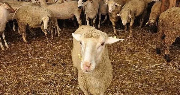 adanada-mavi-dil-hastaligi-giris-cikislar-yasaklandi-1637728901553.jpeg Adana'da 'mavi dil' hastalığı! Giriş çıkışlar yasaklandı - 5