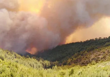 Son dakika: Muğla Milas'ta orman yangını