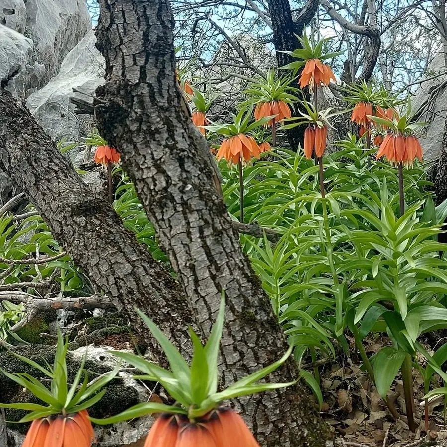 “Ağlayan Gelin” Diyarbakır’da açtı, koparana 700 bin TL ceza! - 1