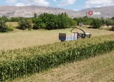 Bayburt’ta silajlık mısır hasadı başladı