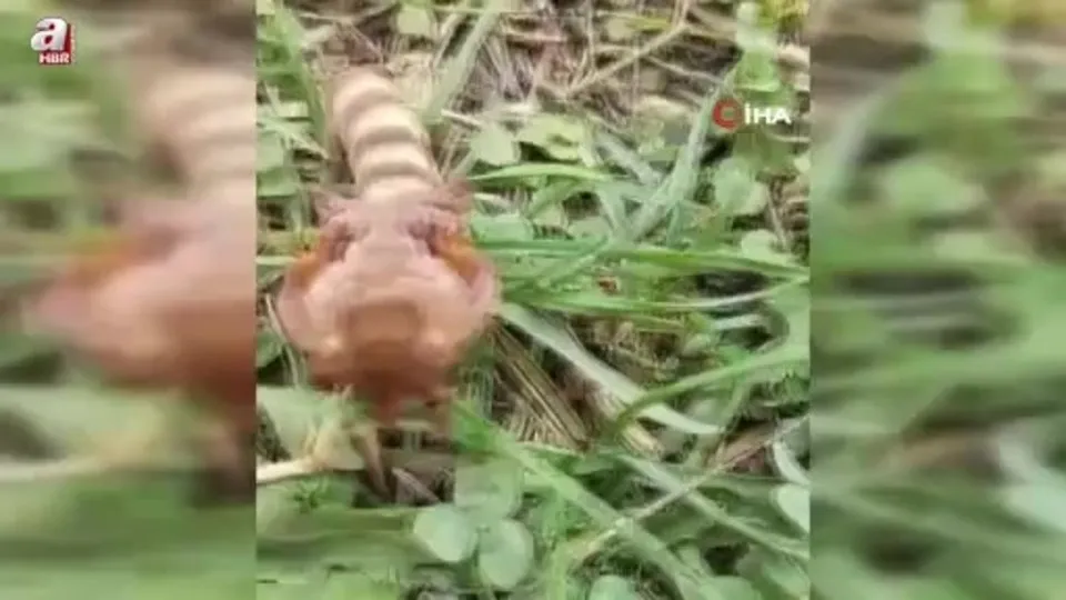 Yaylada ilk kez gördüğü böceğin türünü öğrenmek için sosyal medyada paylaştı