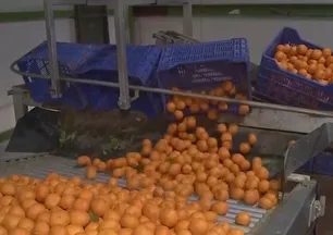 Ege’den dünyaya mandalina ihracatı