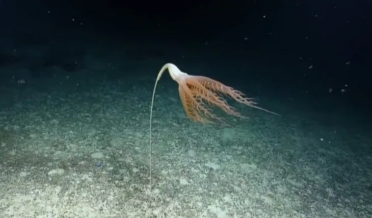 3 bin metre derinde yeni canlı keşfedildi! Uzunluğu 2 metre... Eşi benzeri görülmemiş sıra dışı canlı