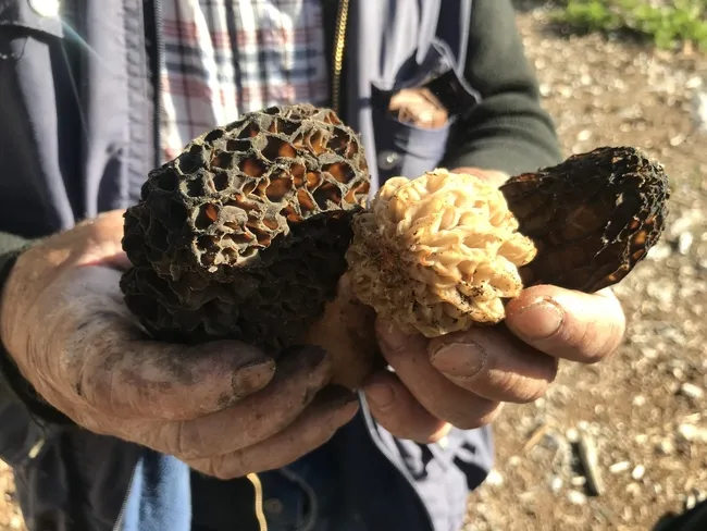 dogada-nadir-bulunan-kuzugobegi-mantarinin-kilogrami-600-liradan-satiliyor-1713174986001.jpg Doğada nadir bulunan kuzugöbeği mantarının kilogramı 600 liradan satılıyor