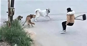 Başıboş köpekler genç kıza saldırdı!