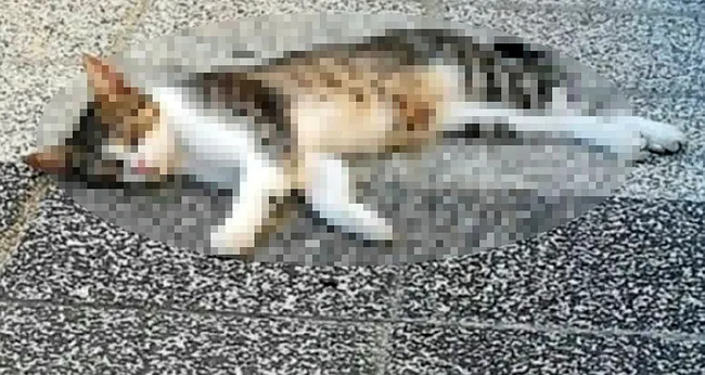 Mersin'de dehşete düşüren olay! 15 kedi zehirlenerek telef edildi - 1