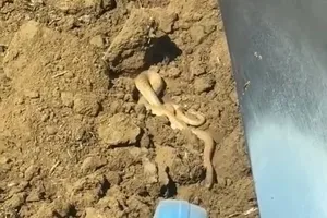 Havalar ısınınca ortaya çıktılar! Dansları kamerada