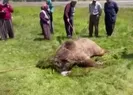 Utandıran görüntü! Silahla vurulan boz ayı...