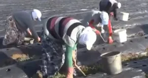 Kadınların çilek mesaisi