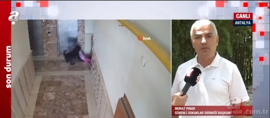 İşte sokak köpekleri için hazırlanan yasa teklifi! Başıboş köpek sorununa nasıl çözüm bulunacak? 19