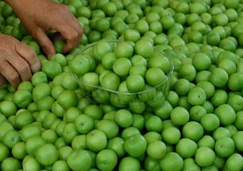 Erik kilosu 75 TL’den tezgahlarda yerini aldı