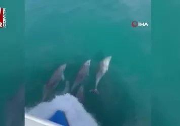 Yunusların dansı görsel şölen oluşturdu