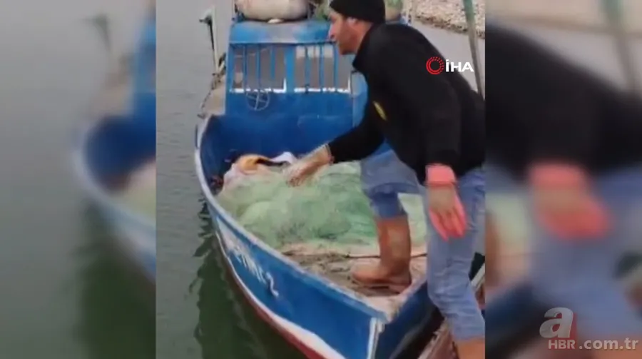 Balıkçının ağına takıldı! Havyarı 2 milyon liraya satılıyor 1