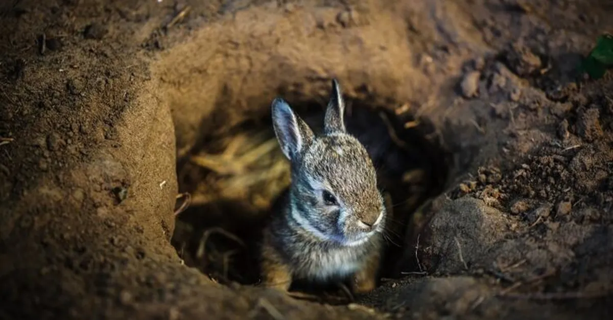 tavsan deliginin arkasindan cikti 700