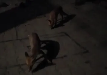 Evine gelen tilkileri eliyle besliyor