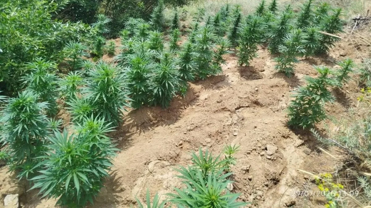 Bingöl’de uyuşturucu operasyonu: 2 bin 365 kök kenevir ele geçirildi