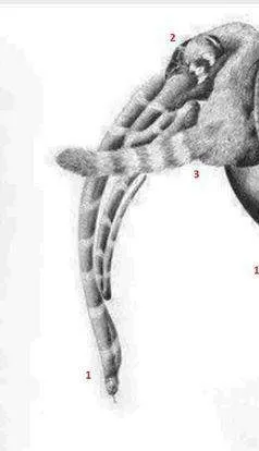 Zeka testi: Resimde kaç hayvan var? 30 saniyede bulamayanlar eleniyor 6