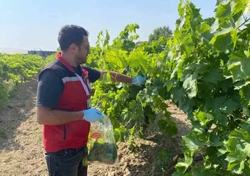 Hasat öncesi pestisit denetimi