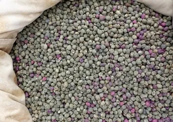 Diz ağrısını tamamen yok ediyor! Her sabah aç karnına tüketin