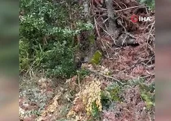 Mantar toplarken fark ettiler ölüme neden olabiliyor! Nadir görülüyordu ortaya çıktı: O anlar kamerada